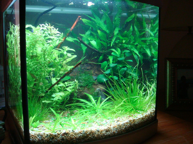 fishtank086.jpg