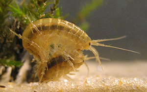 freshwater-shrimp-slide.jpg