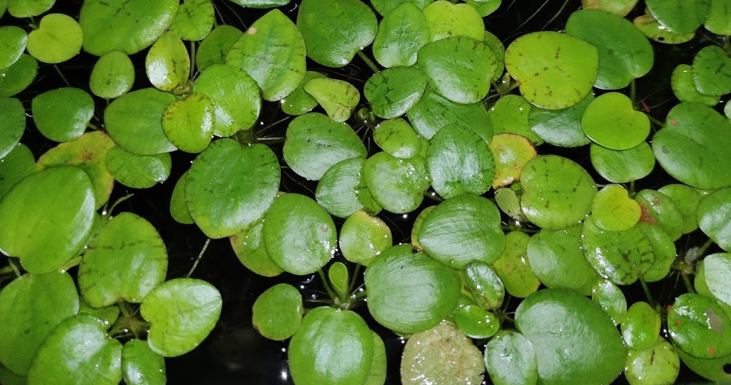 frogbit.PNG