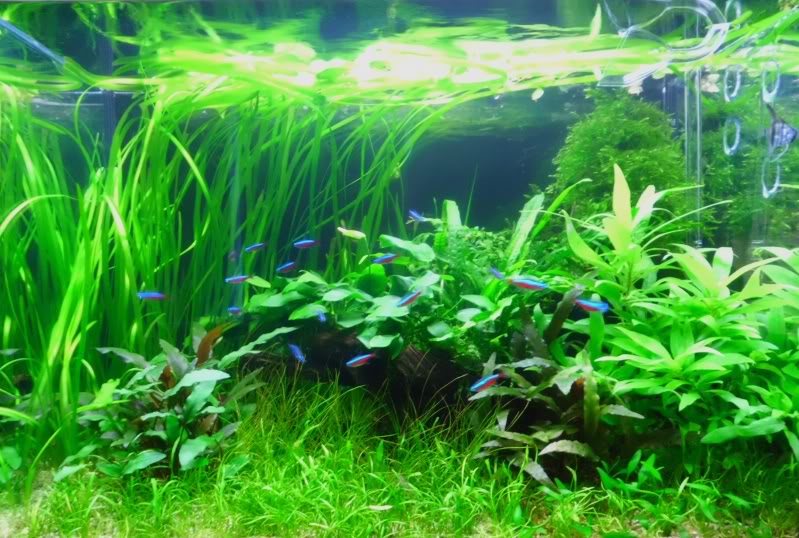 fts-1-jpg.jpg