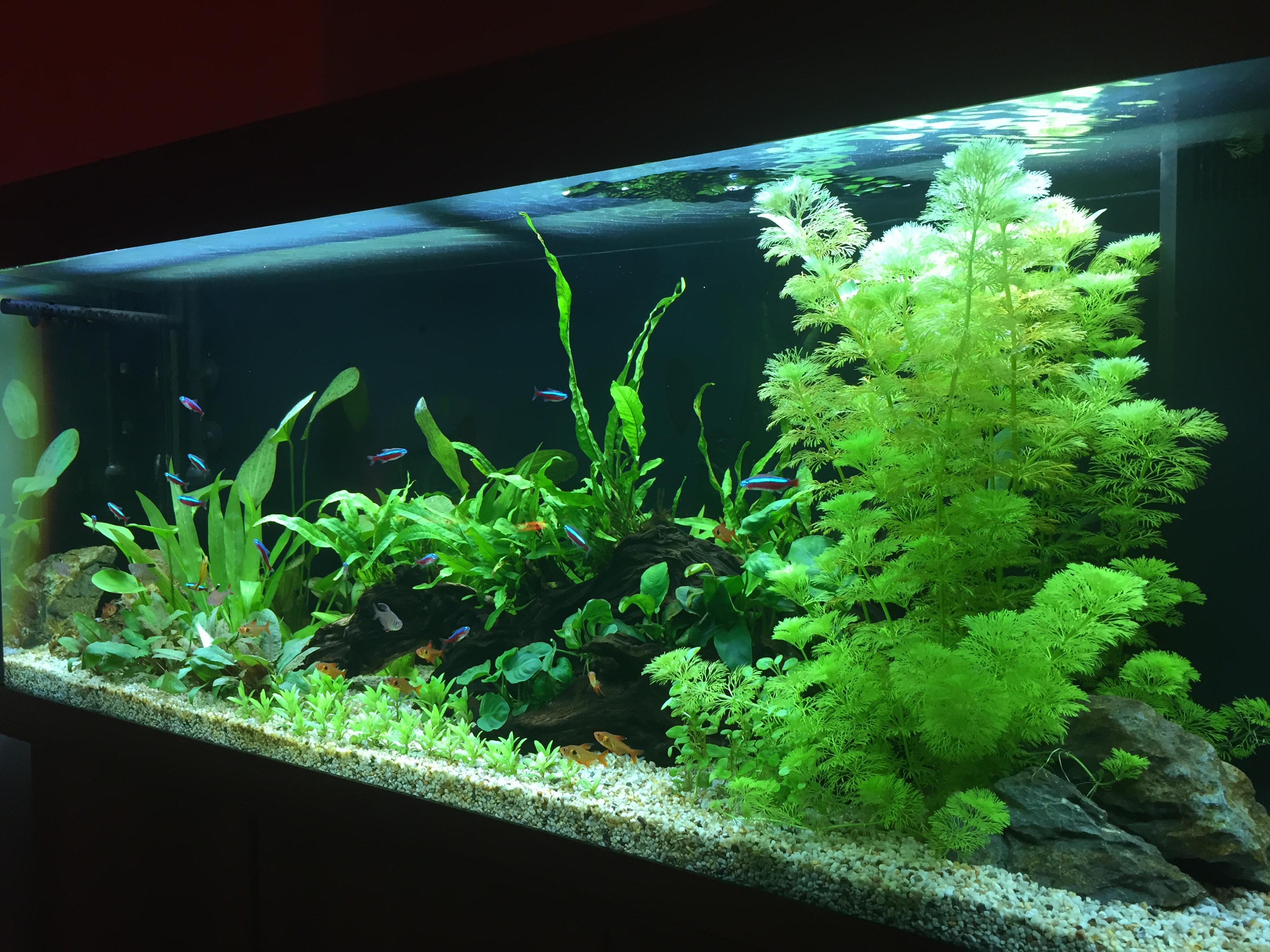 Full tank shot 2018.JPG