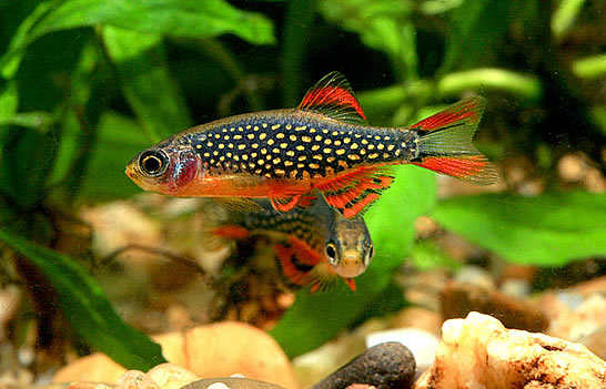 Galaxy_Rasbora.jpg