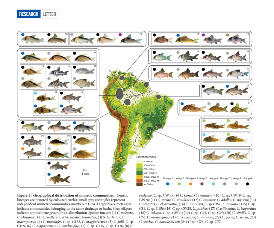 Geographical_Corydoras (2).png