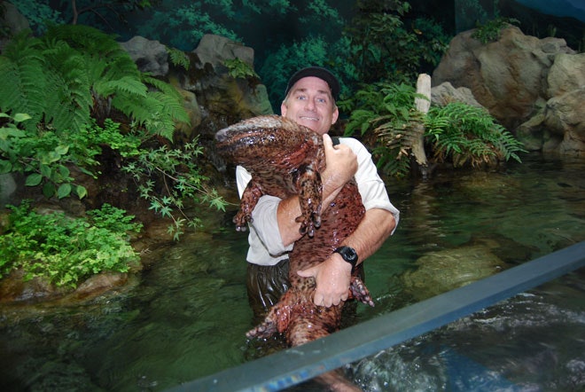 GIANT-SALAMANDER.jpg