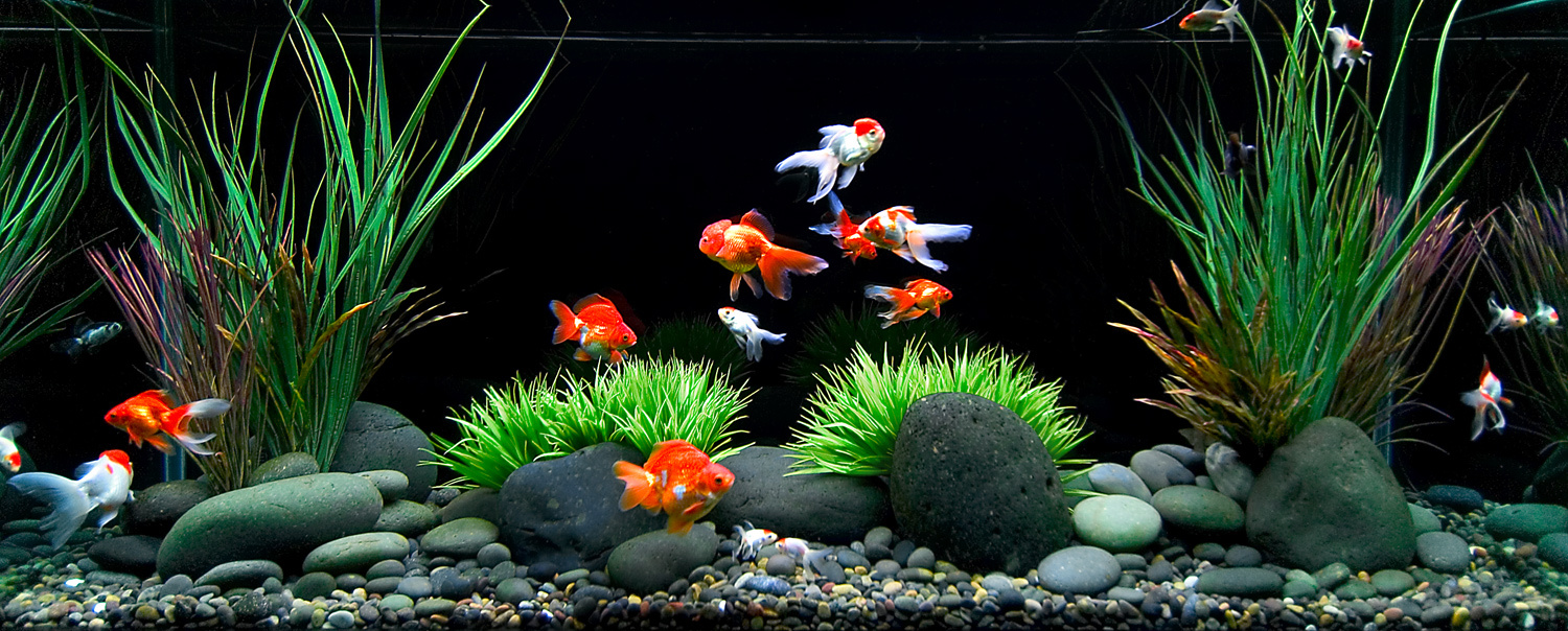 Goldfish-Tank.jpg