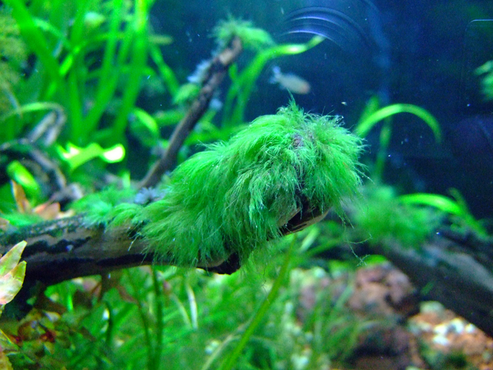 green_beard_algae.jpg
