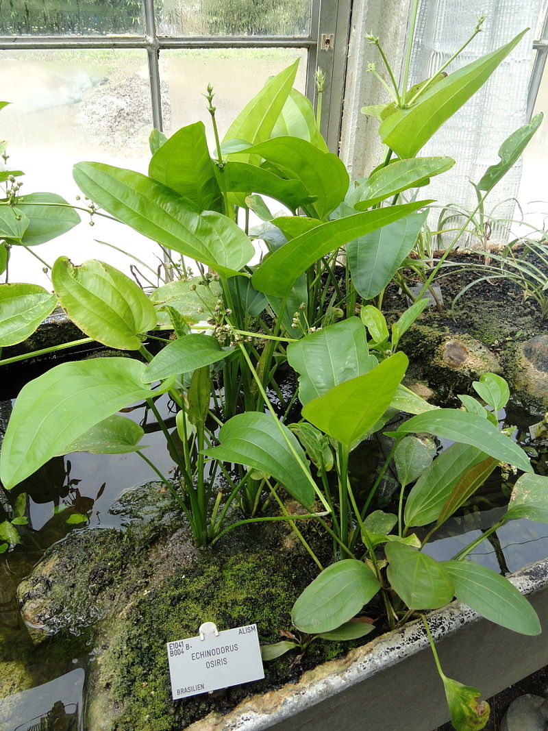 guayensis_-_Copenhagen_Botanical_Garden_-_DSC07955.jpg