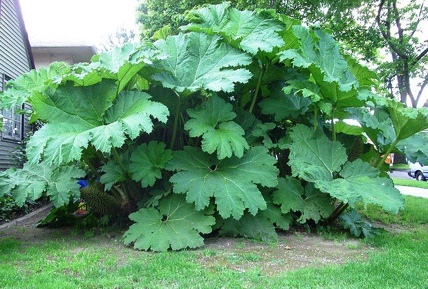 gunnera-foliage-plant.jpg