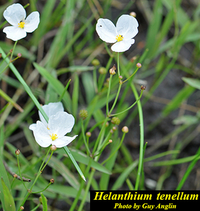 Helanthium_tenellum5.jpg