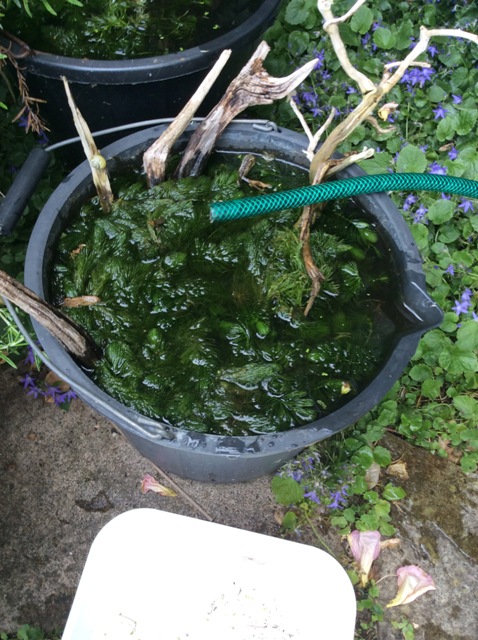 hornwort_bucket-jpg.106145