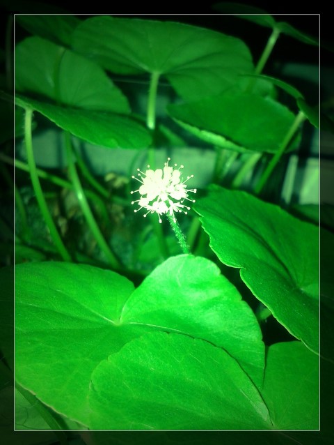 Hydrocotyle Leucocephala 4 (Small).jpg