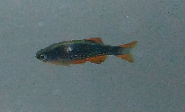 Ichthyophthirius.png