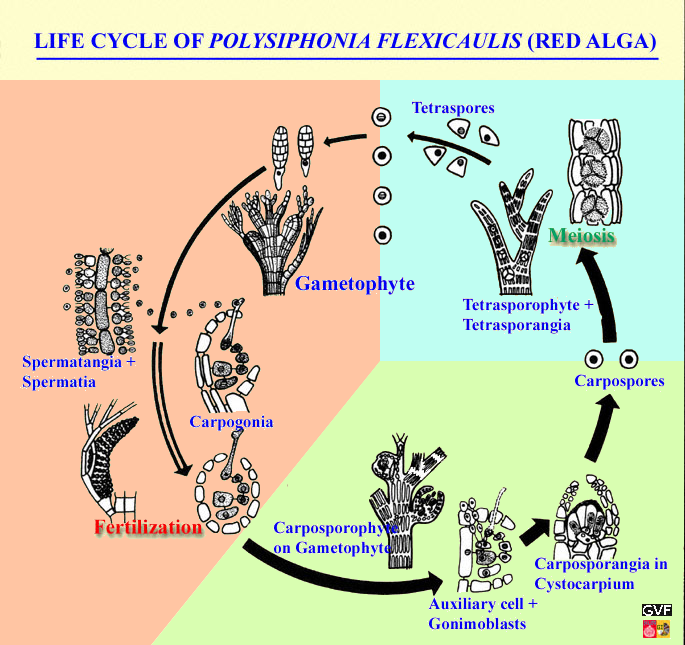 IL042_685m_engPolysiphoniaLifeCycle.png