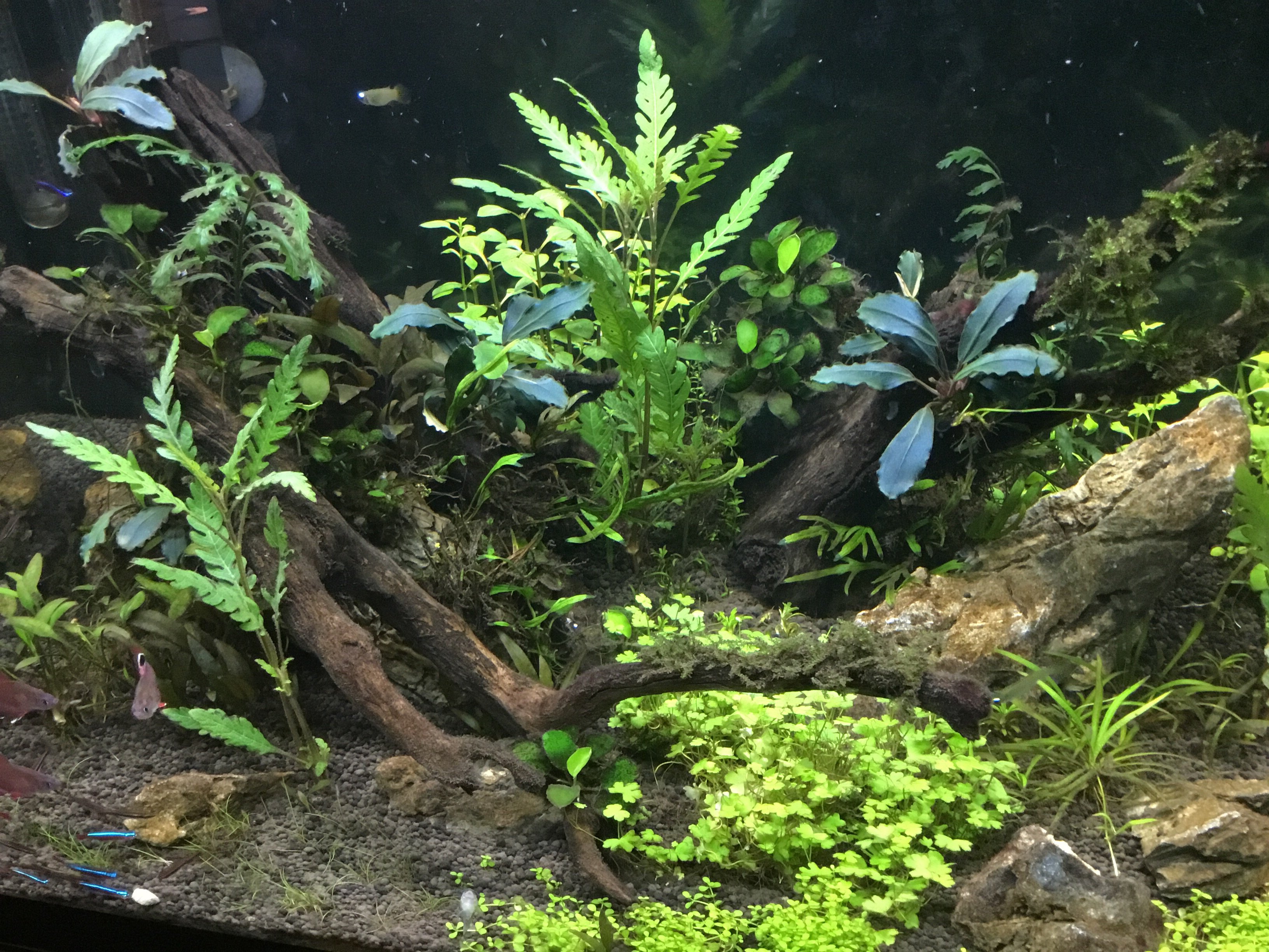 How to Adjust pH in the Freshwater Aquarium — Buce Plant