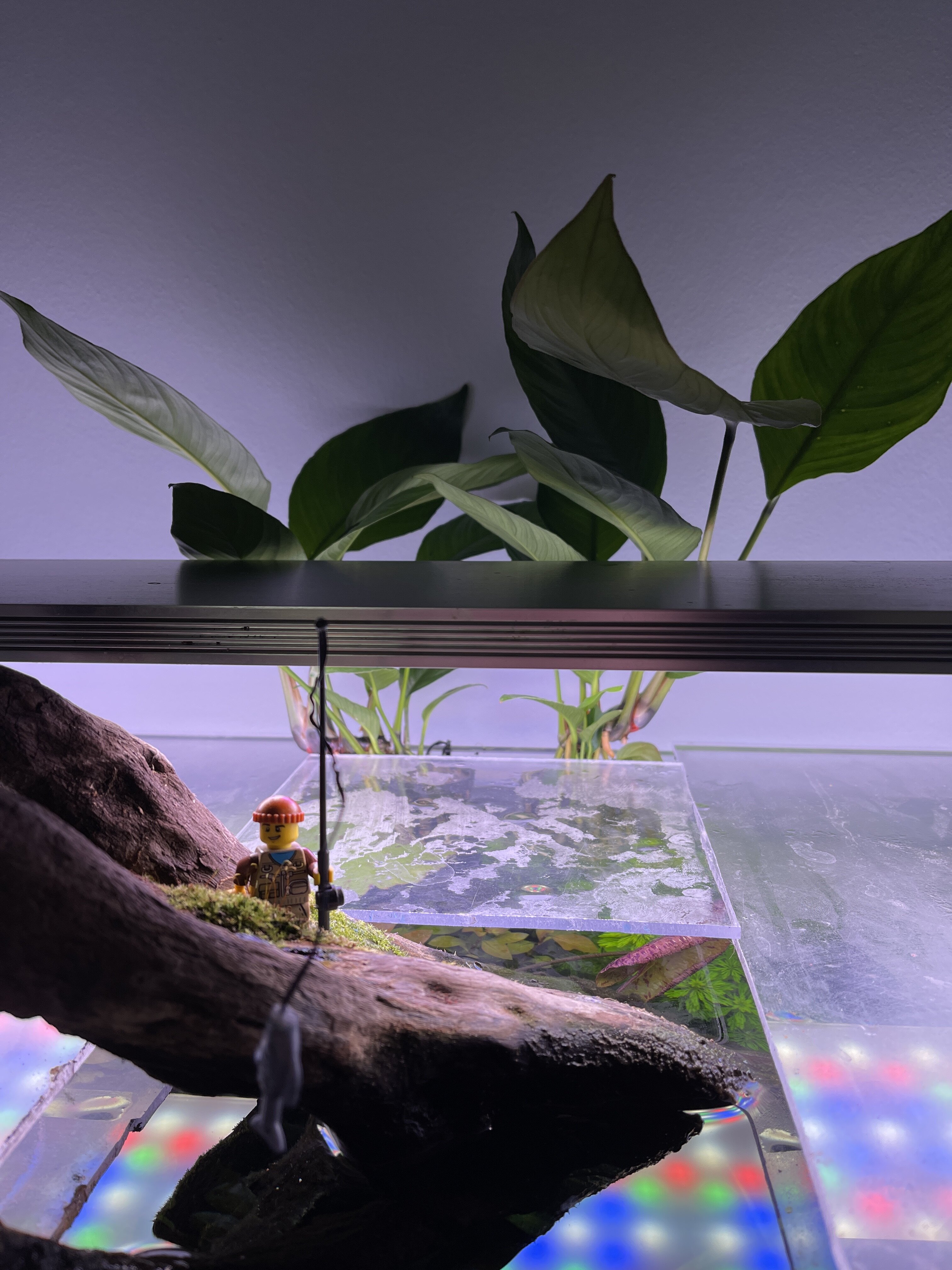 Can anubias heterophylla be grown out of water | UK Aquatic Plant Society