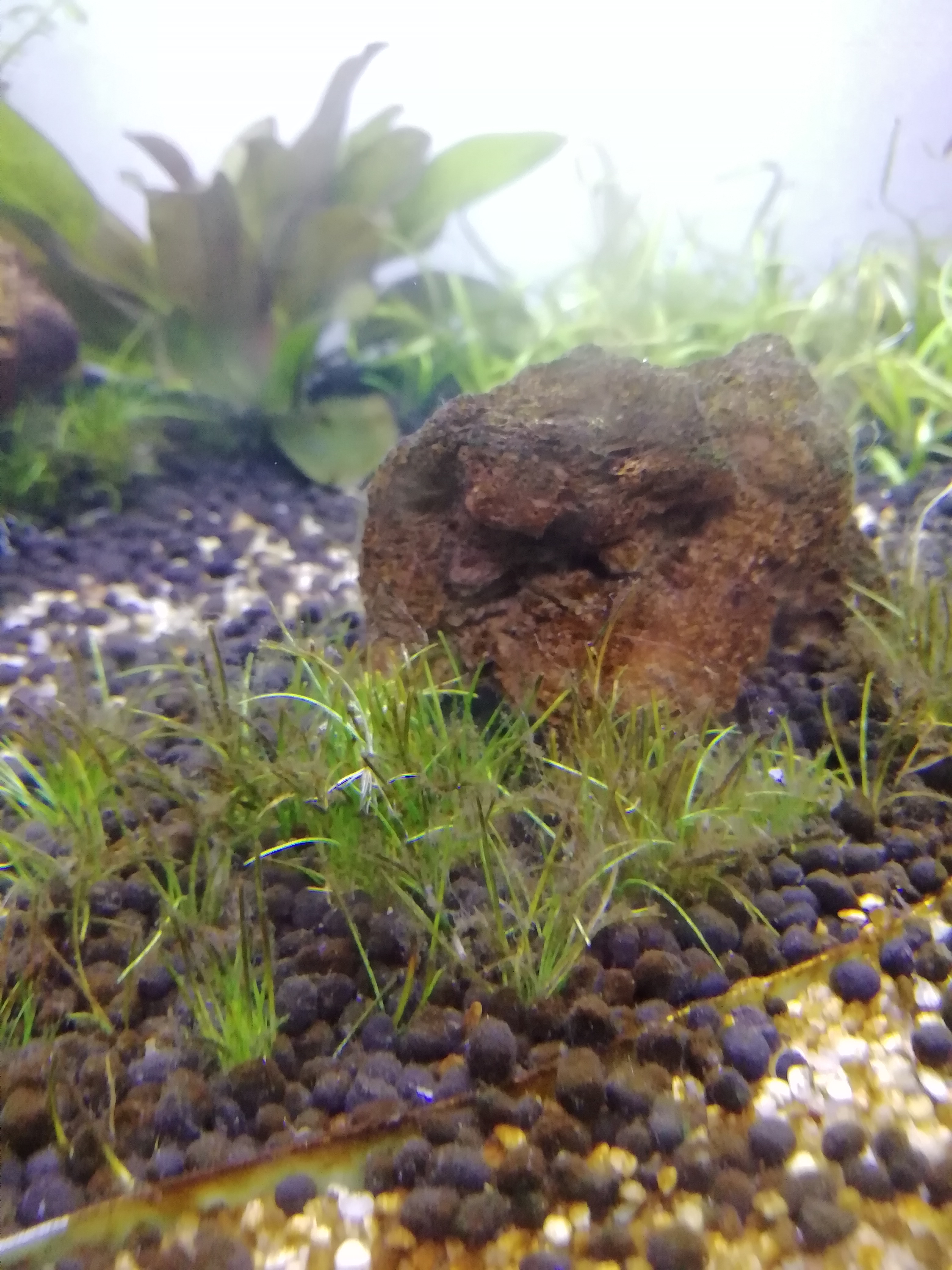Brown/hair algae. 3 month old tank. | UK Aquatic Plant Society
