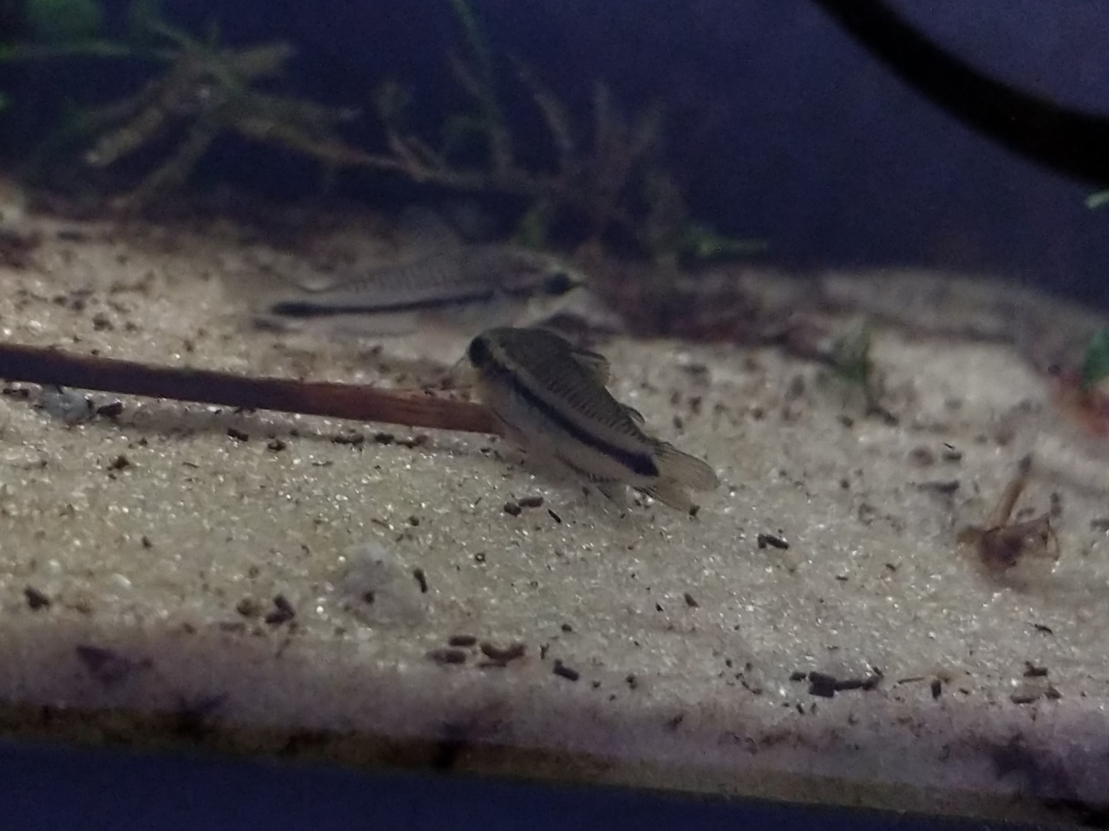 Lethargic pygmy cory with clamped fins