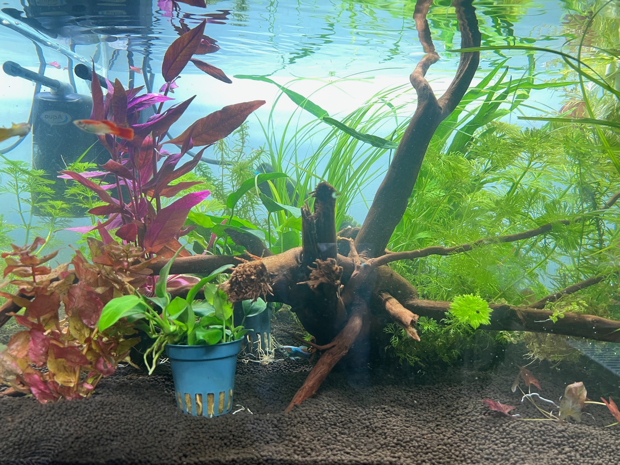 Review: Superfish Home 25 aquarium - Practical Fishkeeping