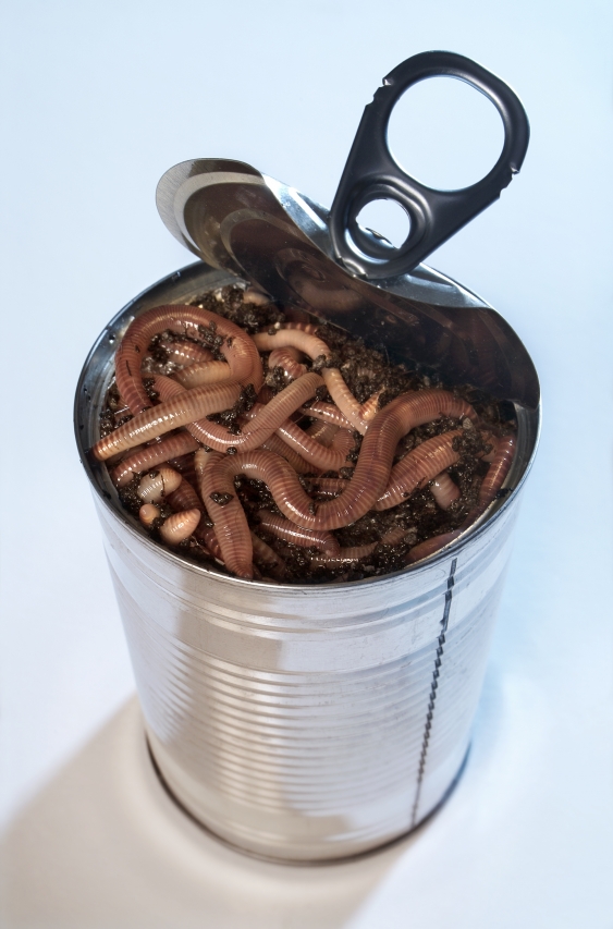 iStock_can-of-worms-749944_zpsf88307e6.jpg