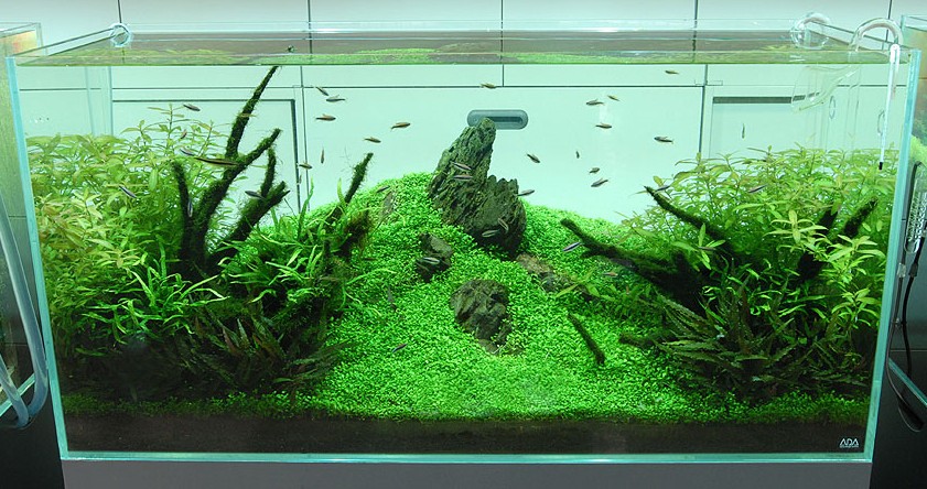 Japanese-Aquascape.jpg