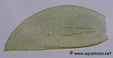 Java-Moss-Microscope-02-s.jpg