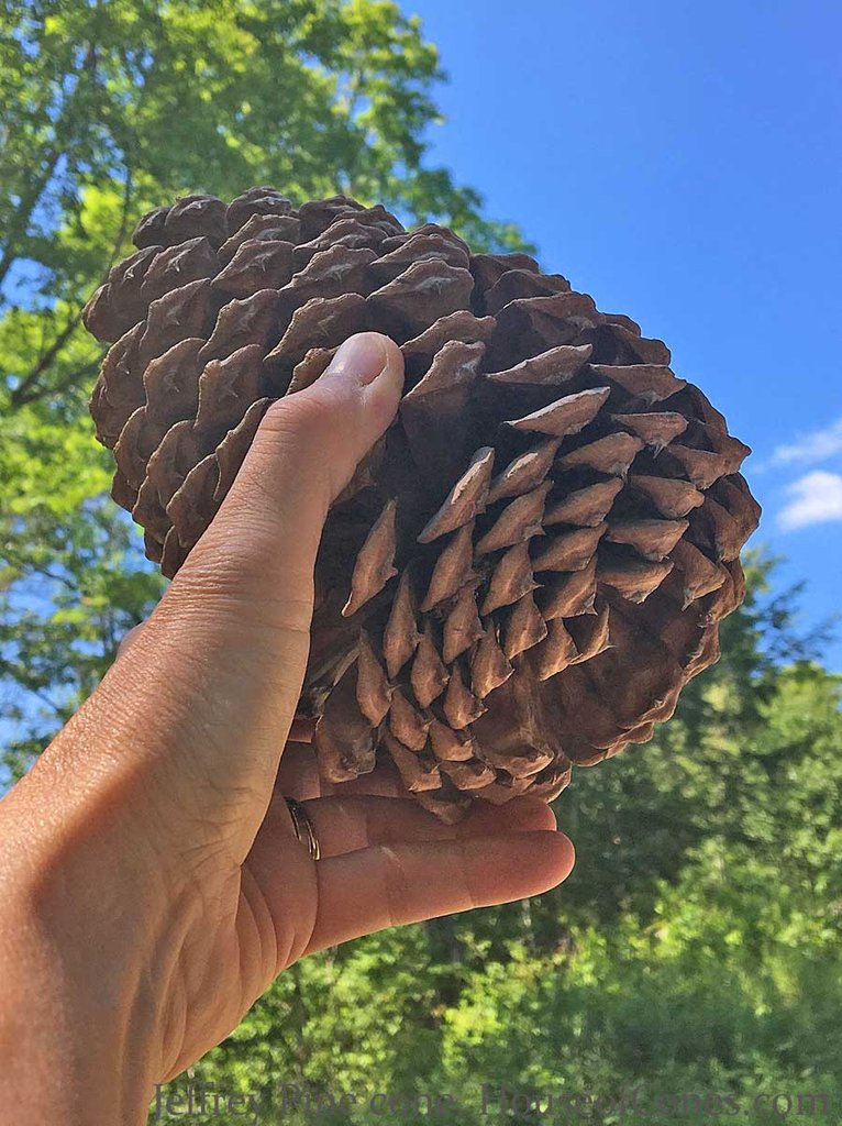 jeffrey-pine-cone--sky_1024x1024.jpg