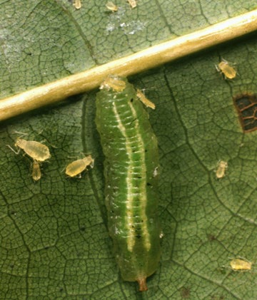 larva.jpg