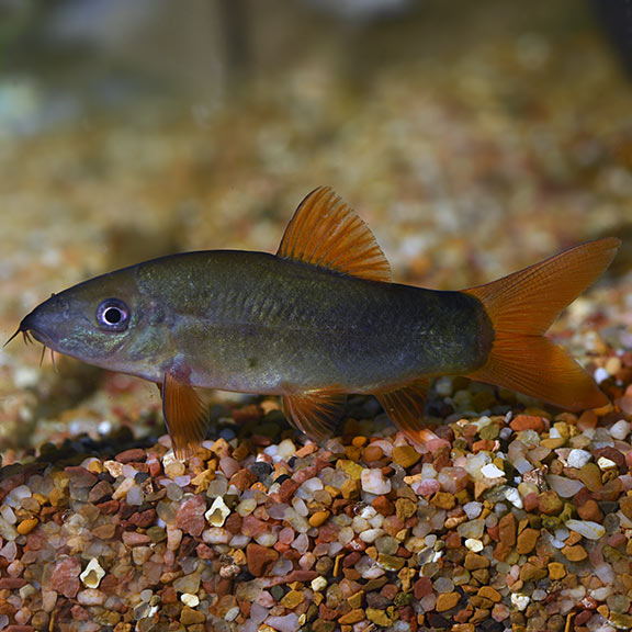 lg_80689_Red_tail_Botia_Loach.jpg