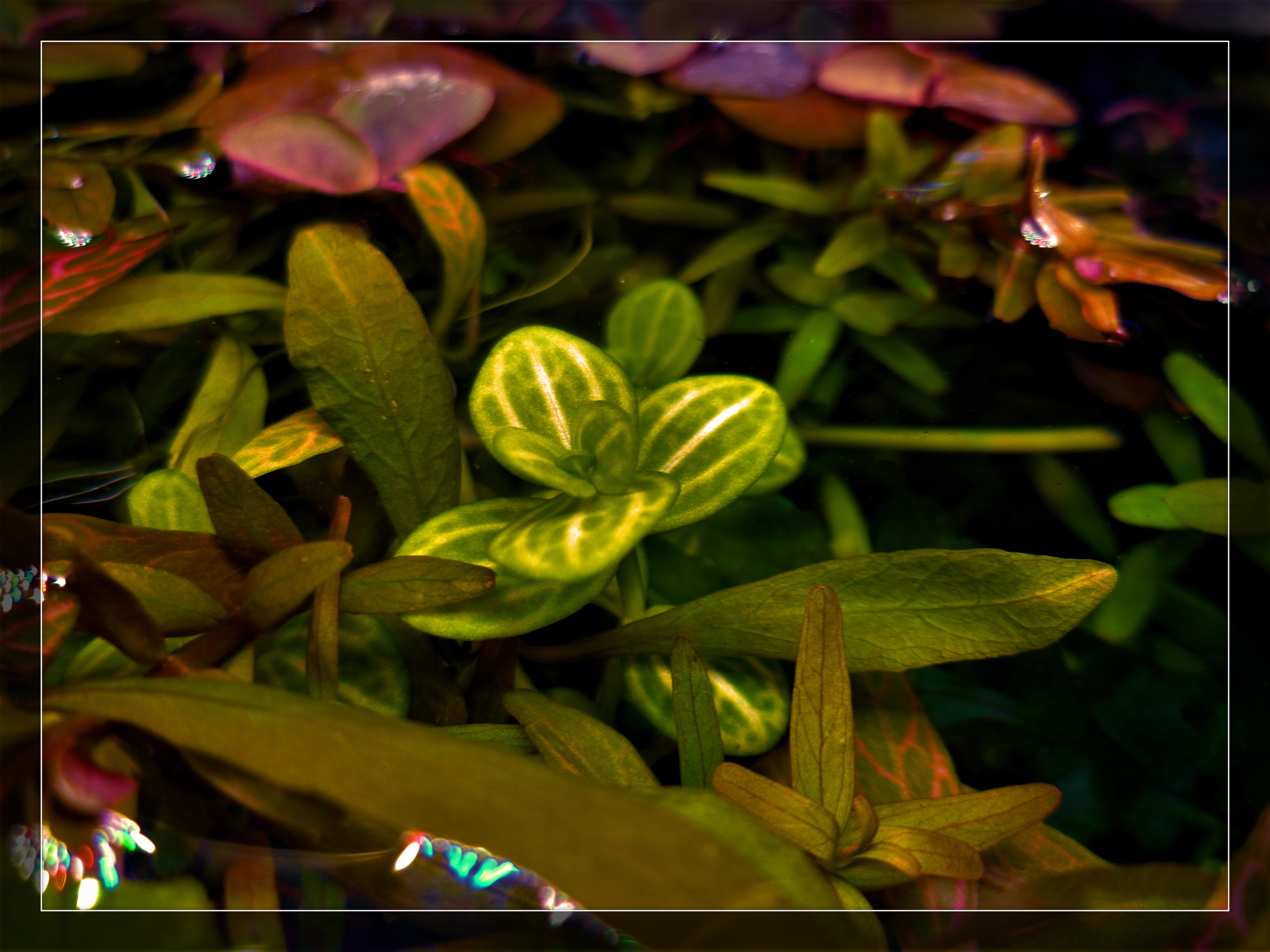 Lindernia rotundifolia 'Variegated'.jpg 2.jpg