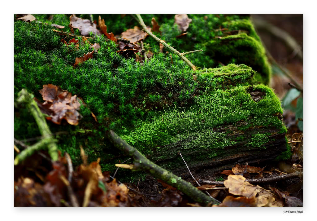 moss-1-1.jpg