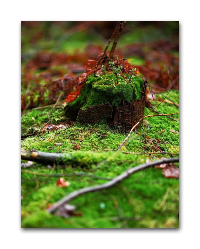 mossy-woods.jpg