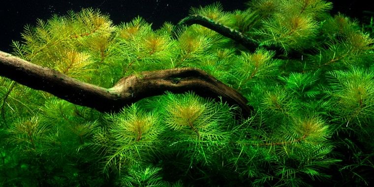 myriophyllum-mattogrossense-[2]-2307-p.jpg