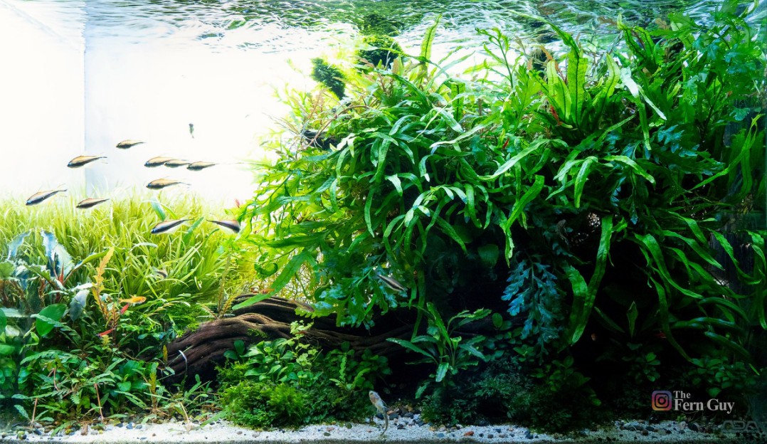 Nature Aquarium ADA60P.jpg