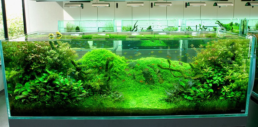 Nature-Aquariums-and-Aquascaping-Ideas-by-Takashi-Amano-Image-12-Awesome-Japanese-Aquarium.jpg