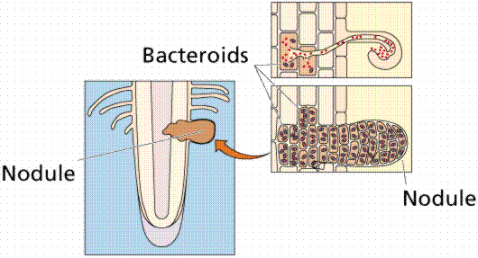 nodule_2.gif