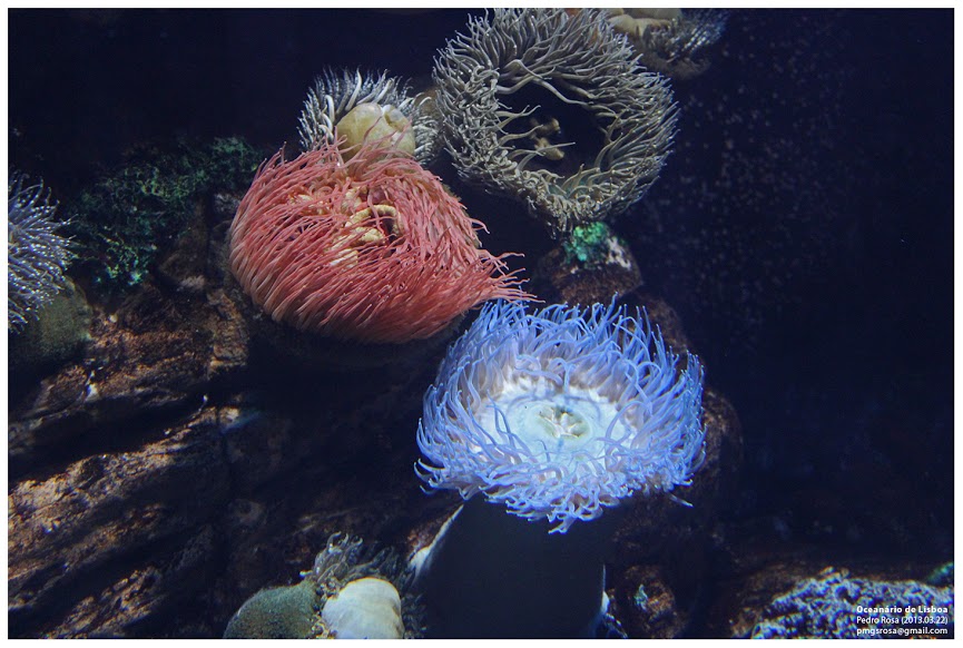 oceanario-24.jpg