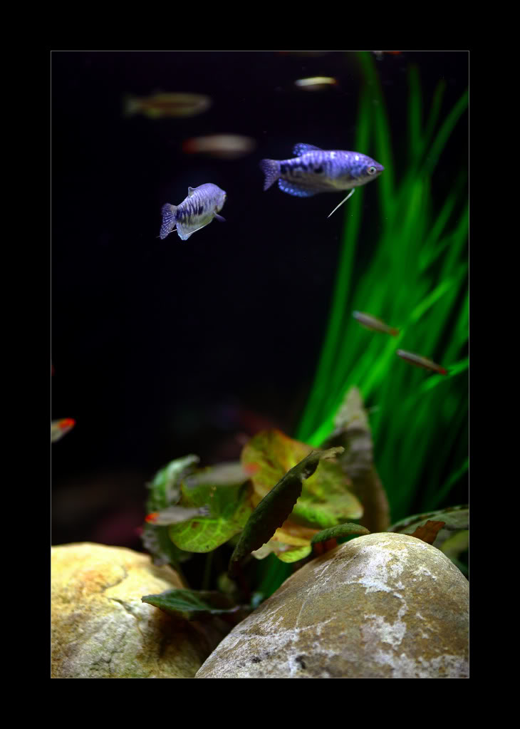 opaline-gouramis.jpg