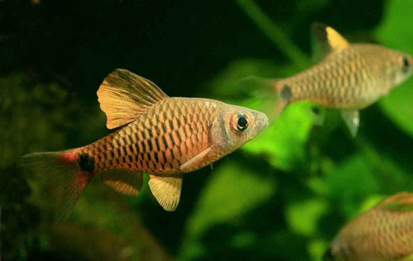 Oreichthys-red-fin-Myanmar-male.jpg