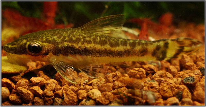 otocinclus_affinis_close_up_3_800_rszt1303.jpg