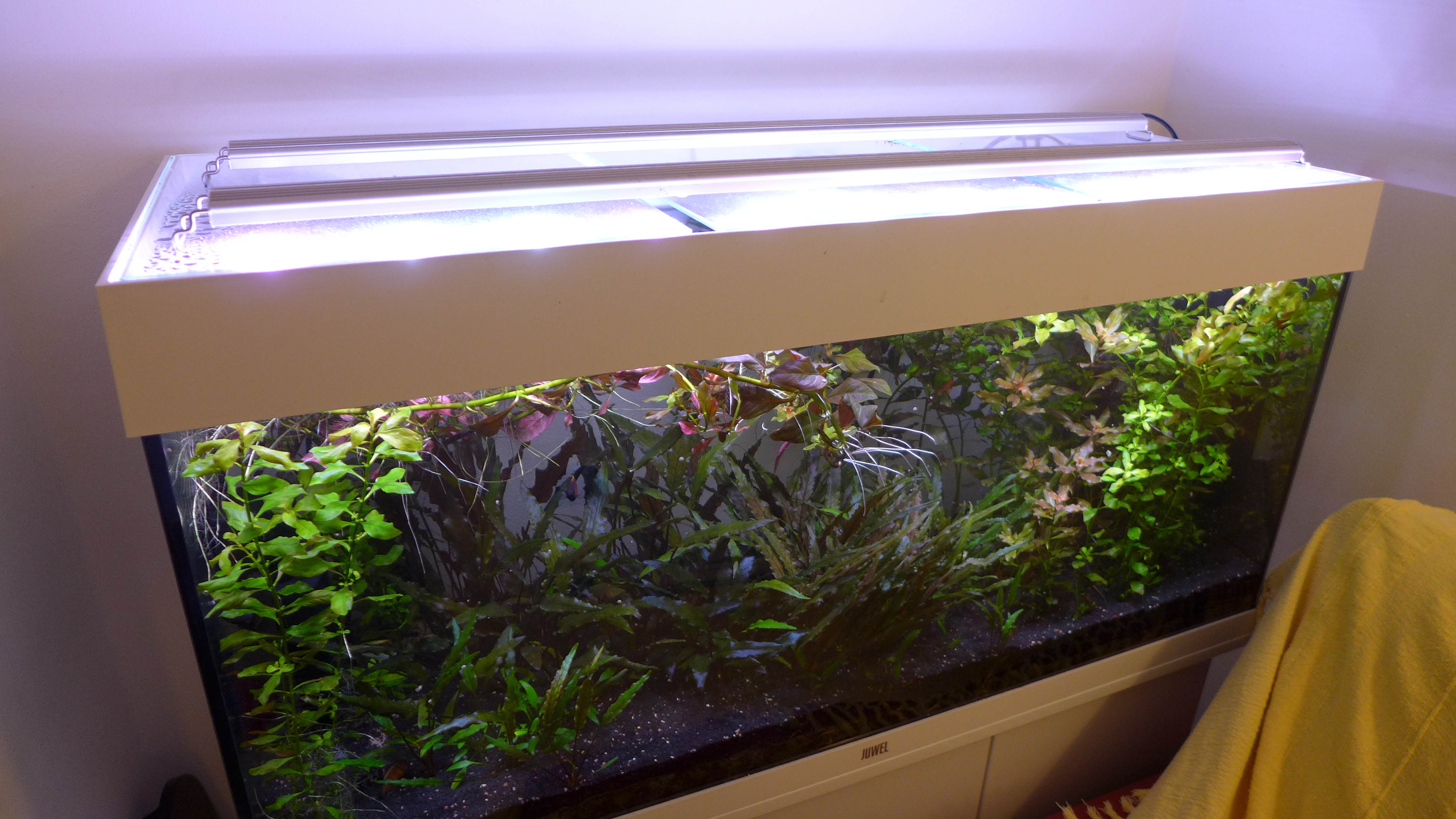 evigt nærme sig grund LED light suggestion for Juwel Rio 240 | UK Aquatic Plant Society