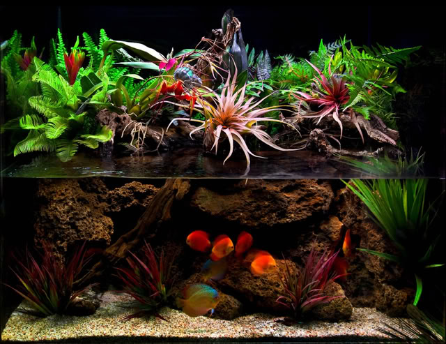 paludarium2x.jpg