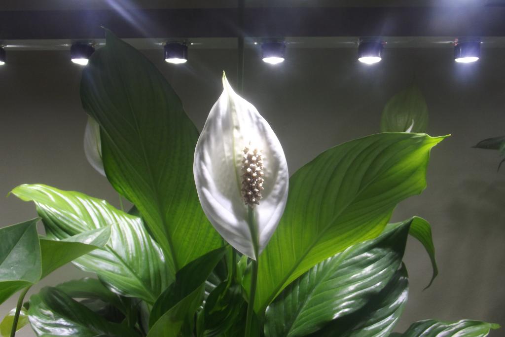 Peace lilly pollen poisonous to fish? UK Aquatic Plant Society
