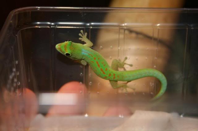 Phelsuma20v-nigra20pasteuri.jpg