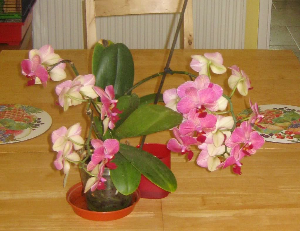 pink_phalaenopsisa.jpg