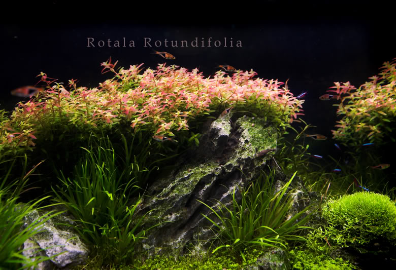 pinkrotala.jpg