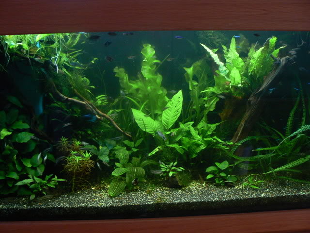 plantedtank010.jpg