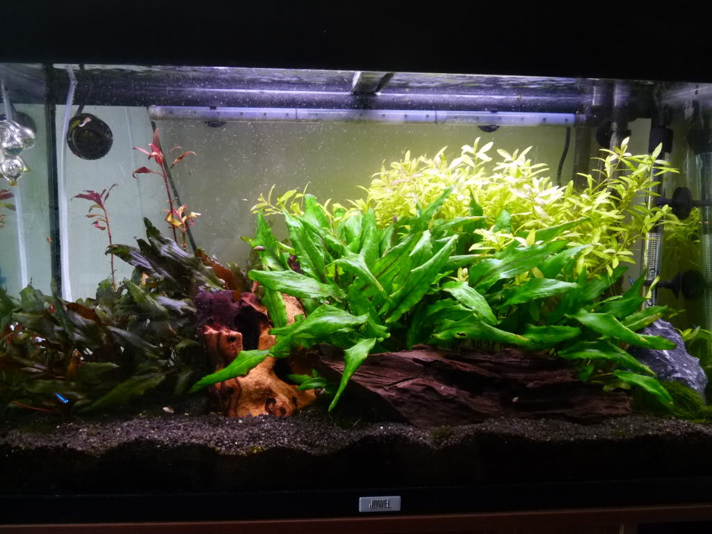 Plantedtank1408111.jpg