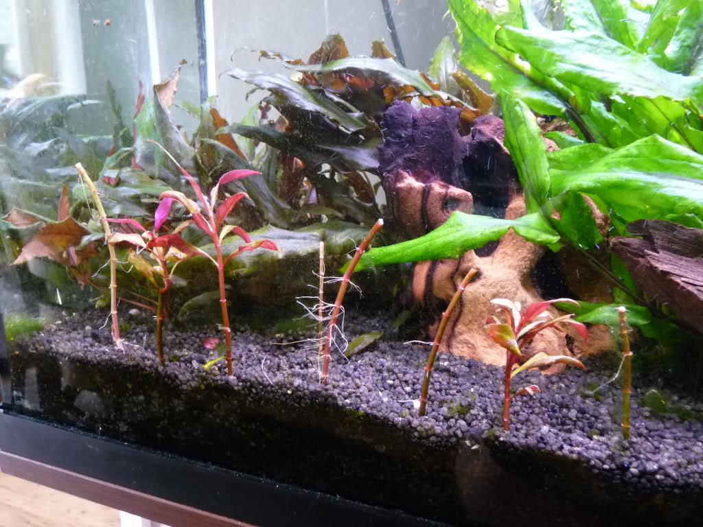 Plantedtank2008111.jpg