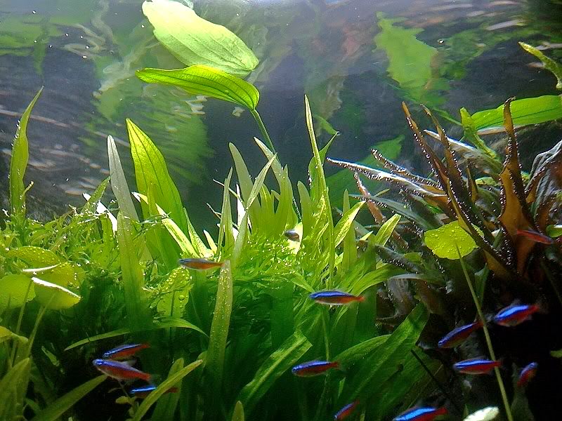 plantedtrigon2.jpg