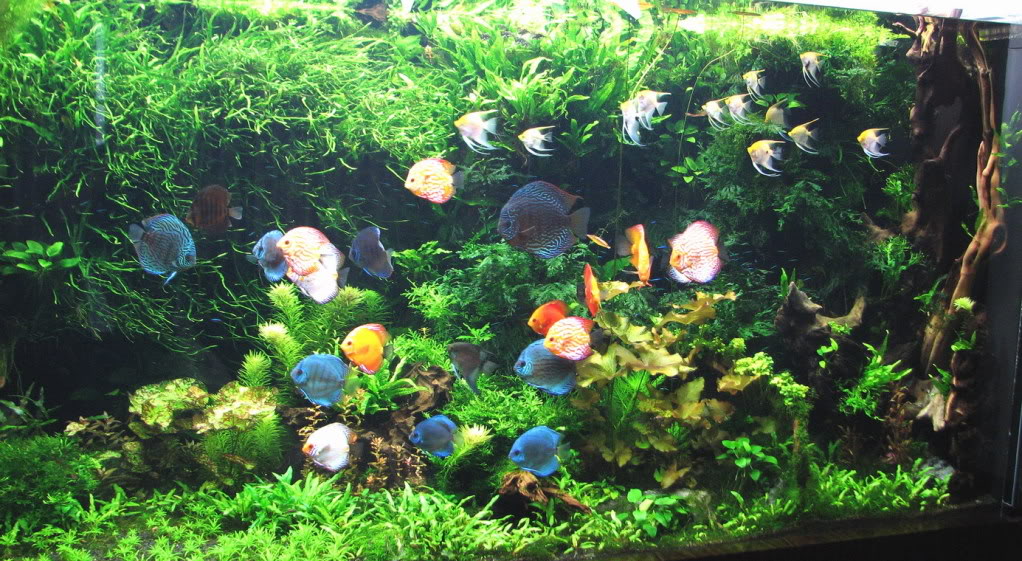 plants-for-discus-aquarium.jpg